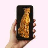 Cheetah - Wallpaper HQ